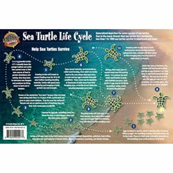 Card, Life Cycle, Turtle